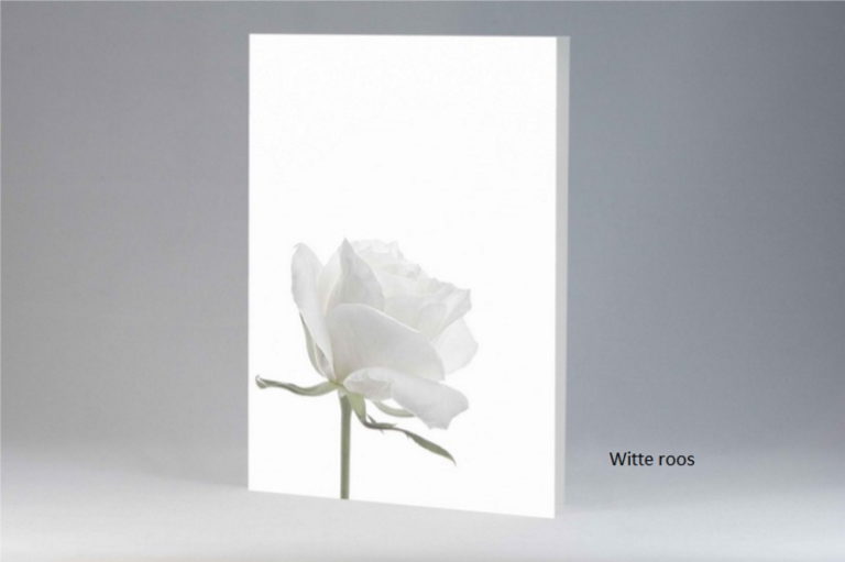 kaart_witte-roos